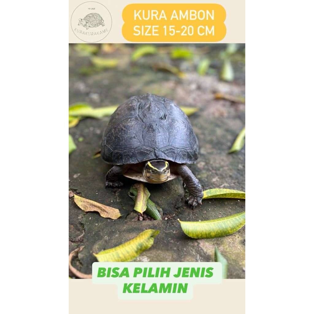 PROMO KURA KURA BATOK AMBON SIZE 15-20 CM