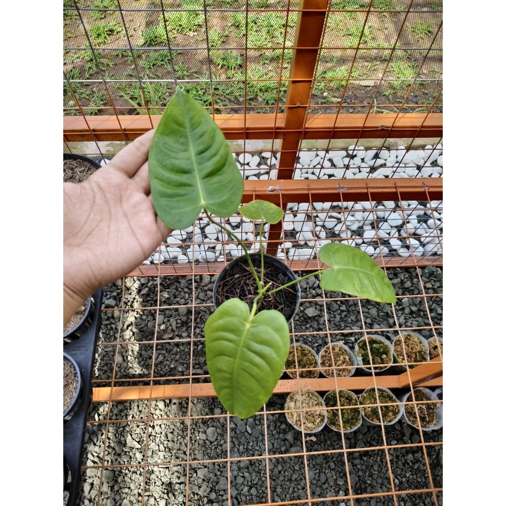 anthurium king veitchii