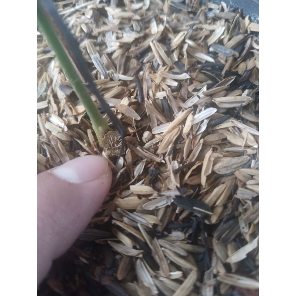 anthurium pteroductyl varigata bonggol