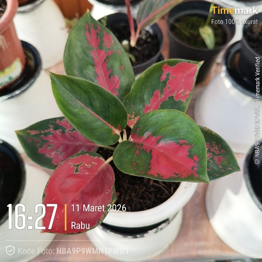 Aglaonema Ketik Deal #2 - Suksom Batik