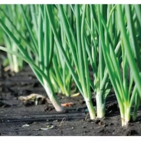 Daun Bawang fragrant 20 biji bibit seed Benih Daun Bawang F1 Fragrant