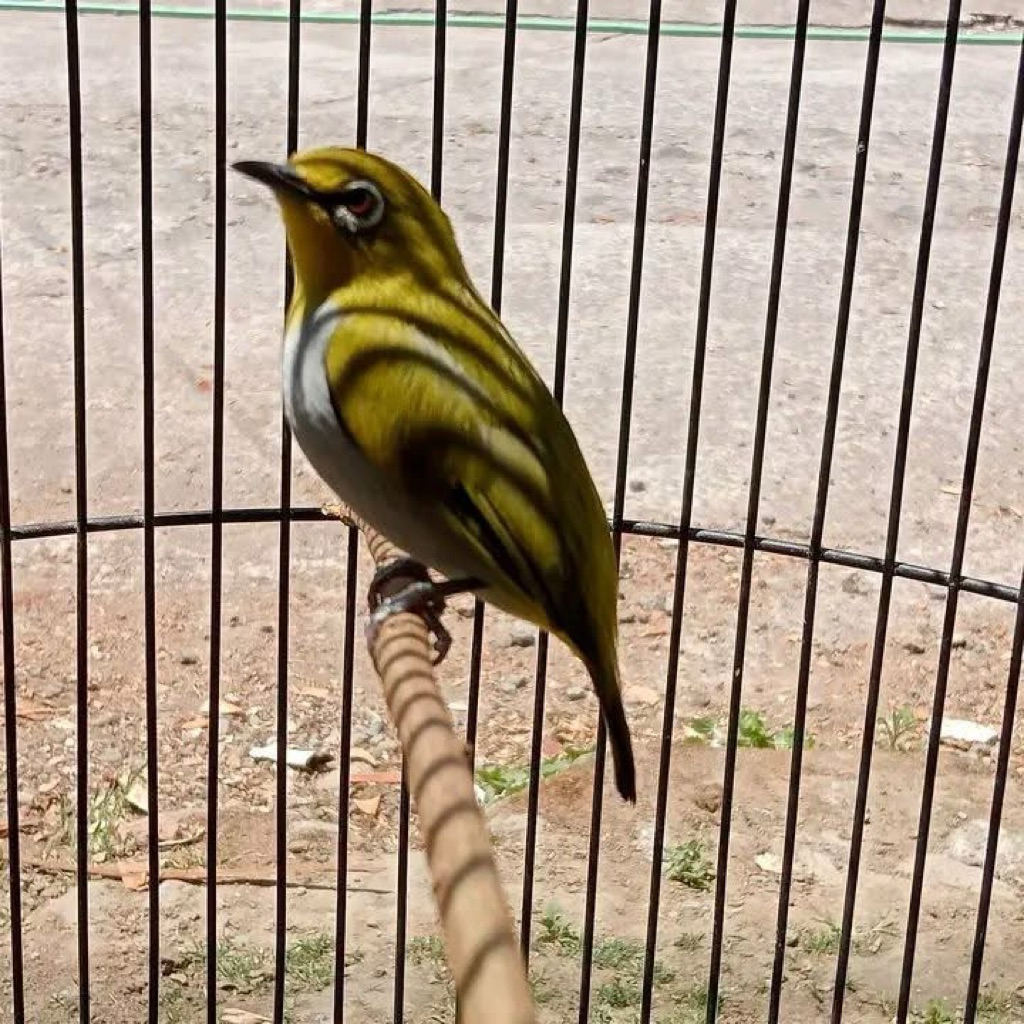 Pleci lokal bustomi gacor bisa cod/paylter