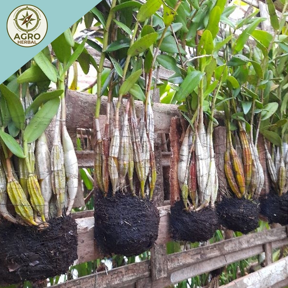 Anggrek Dendrobium Merpati Dewasa Rimbun