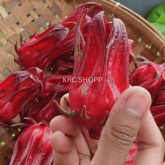 Bunga Rosella Basah Segar Per 5 Biji Langsung Petik di Kebun (Cocok untuk Minuman Rosella/ Sirup Ros