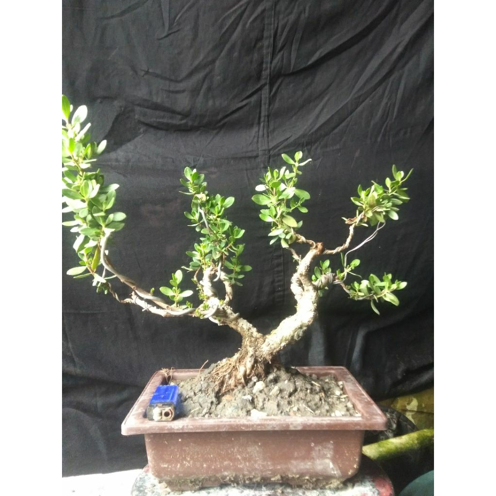 bonsai.santigi