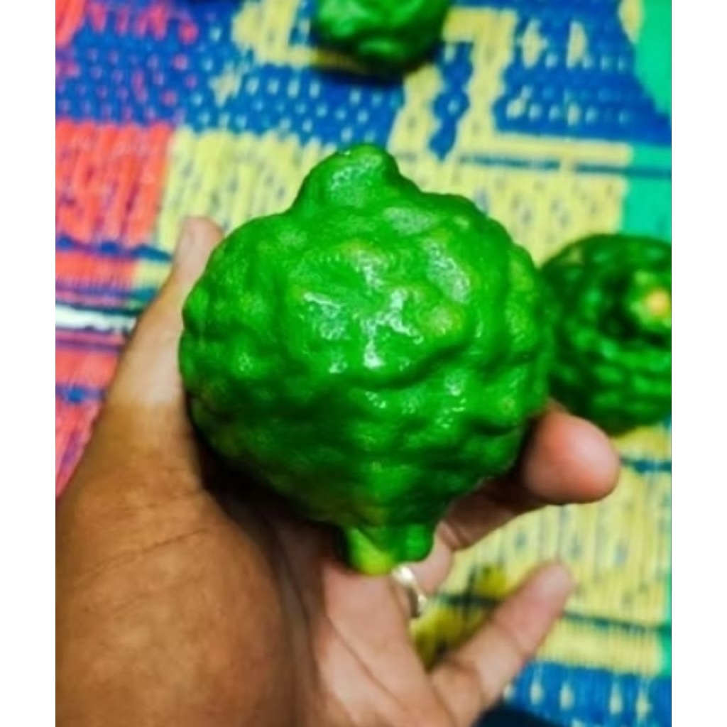 jeruk purut jantan jumbo