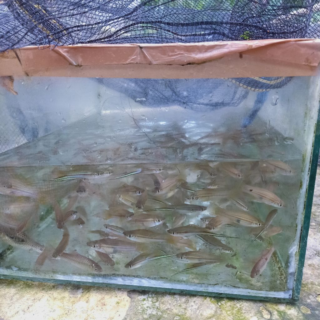 hiasan aquarium ikan pedang pelatis