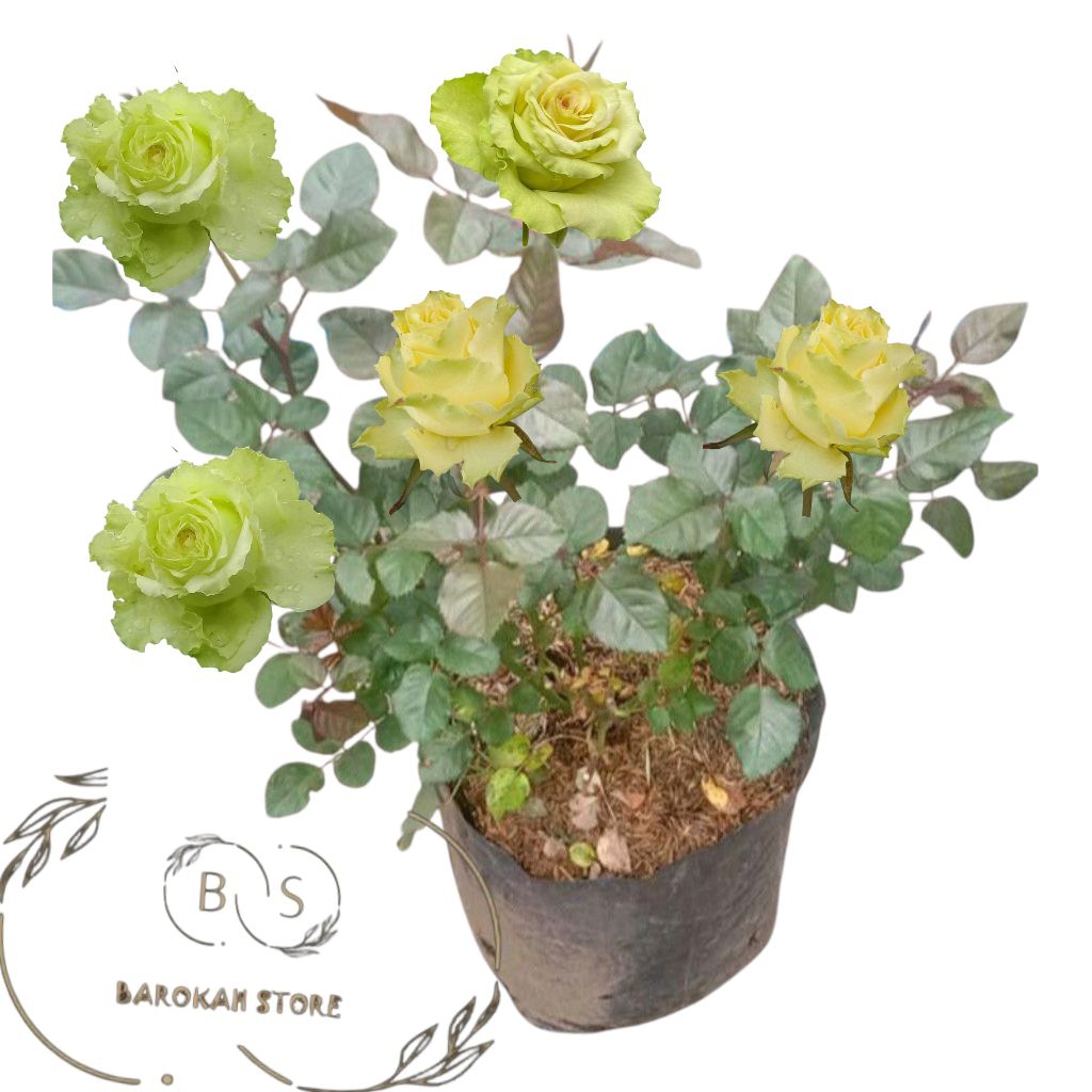 Mawar import lemonade mawar hijau dewasa - Mawar berkualitas