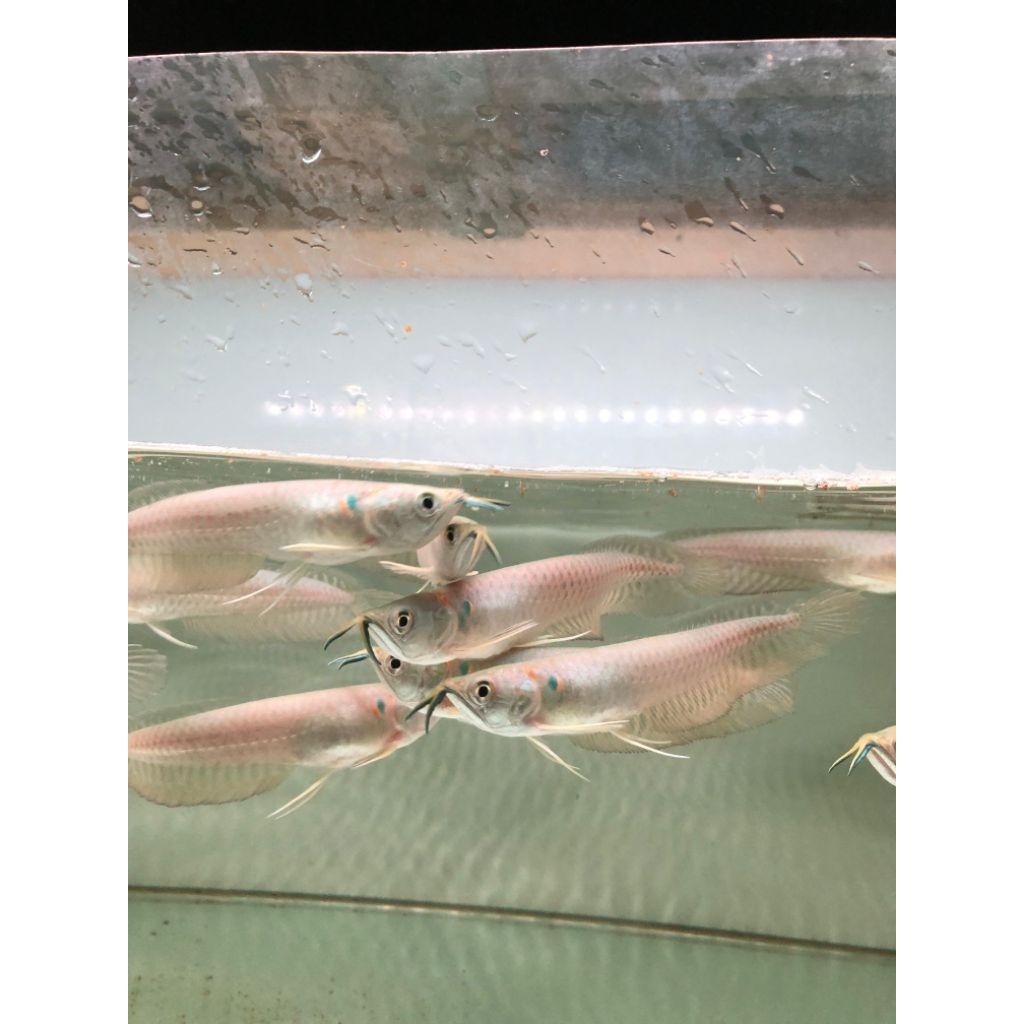 BERGERANSI Paket dekorasi Akuarium aquaseceps air arwana silver 12cm Brazil sehat