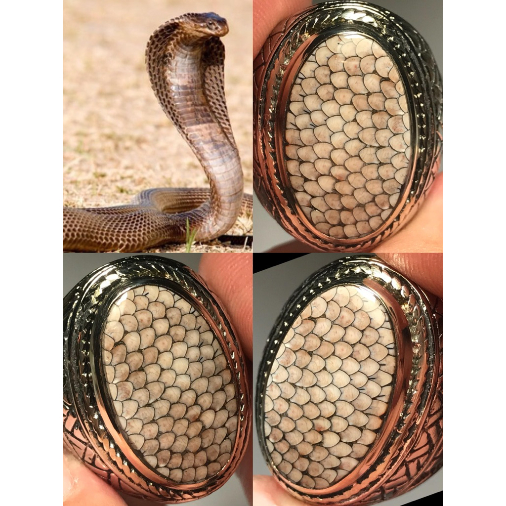 SNAKE SCALE JHIPEN OF COBRA/JHIPEN SISIK ULAR COBRA FULL SISIK AJIB LANGKA