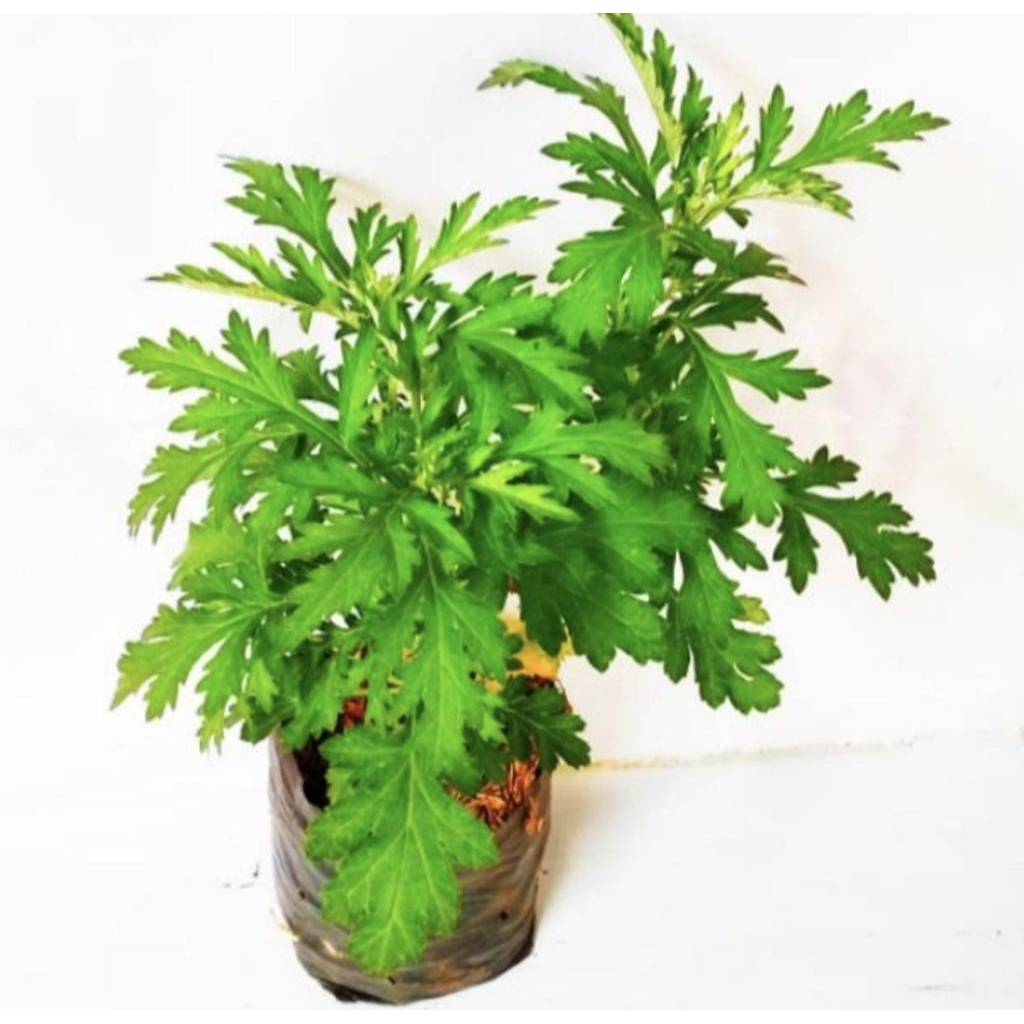 Pohon Daun Baru Cina Tanaman Herbal Bibit Pohon Daun Baru Cina