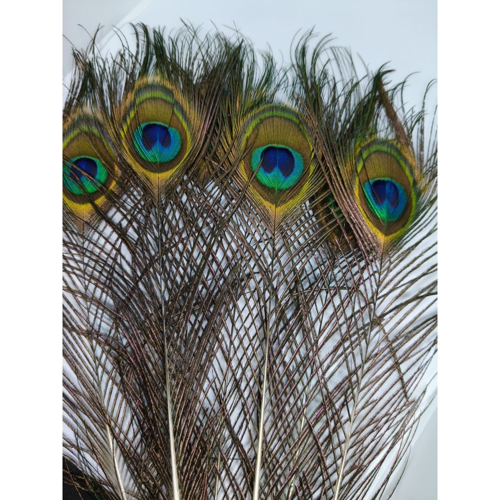 BULU MERAK ASLI 100% dari rontokan burung merak di penangkaran Luke Ostrich (BUKAN REPLIKA)