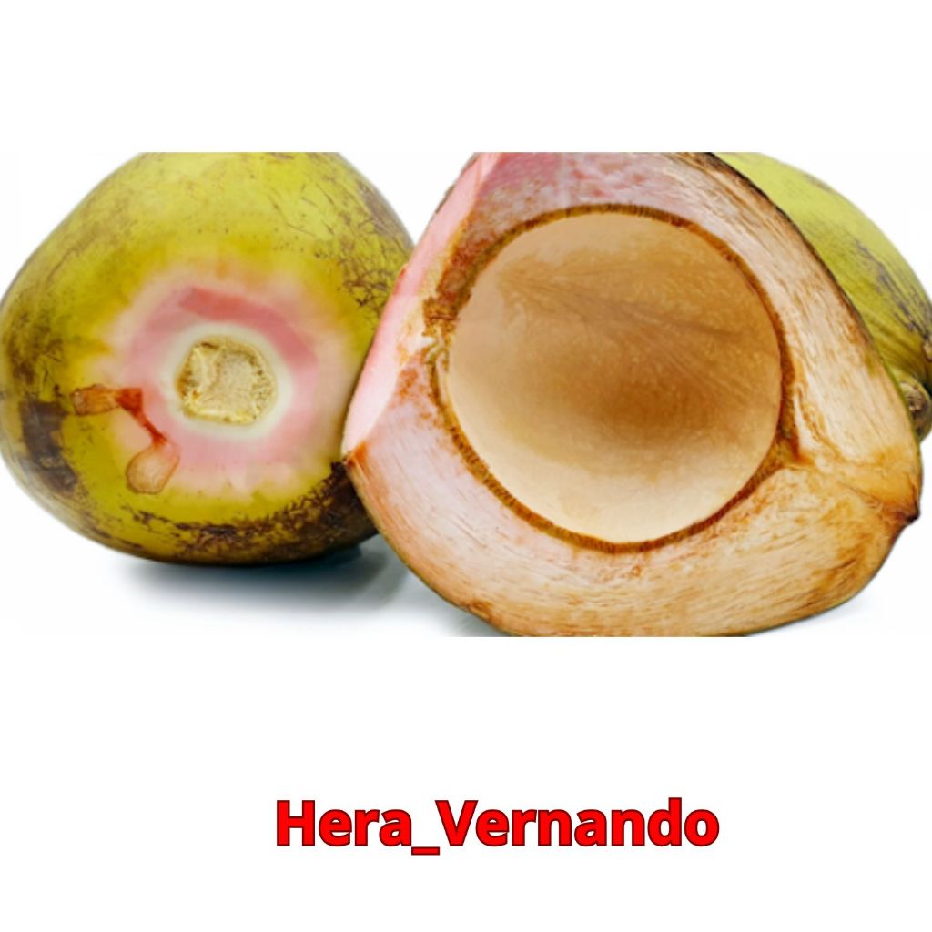 Bibit Kelapa Wulung Asli Super Unggul