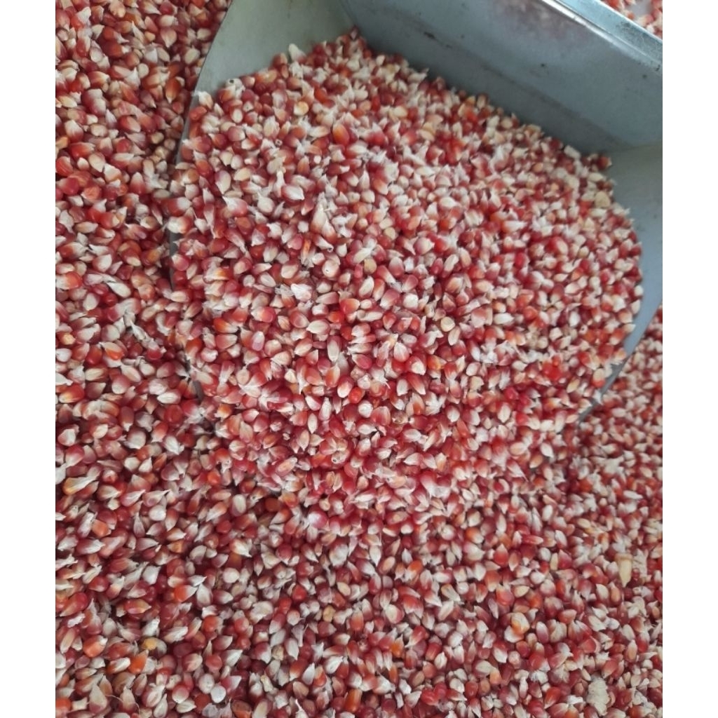 jagung merpati merah cililin
