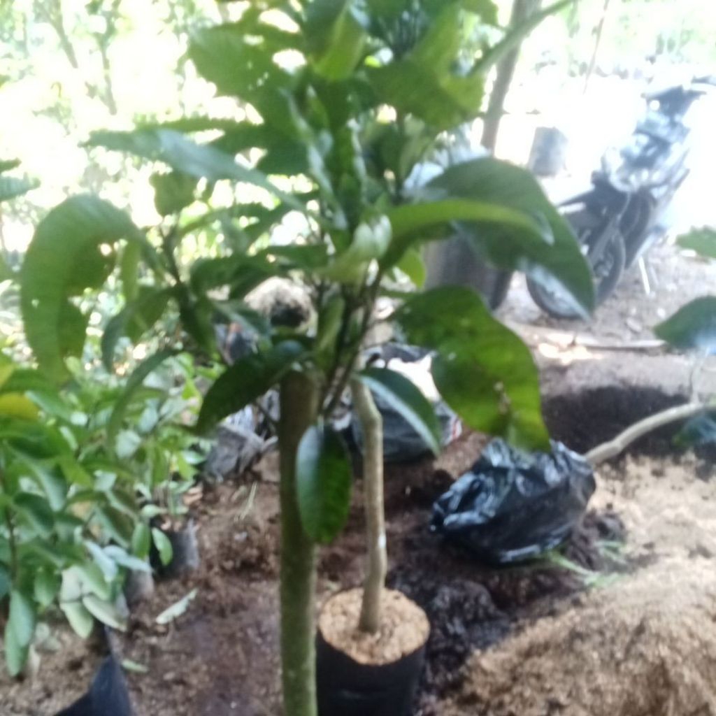 Bibit Mangga Kiojay Bogel 1 Meter up