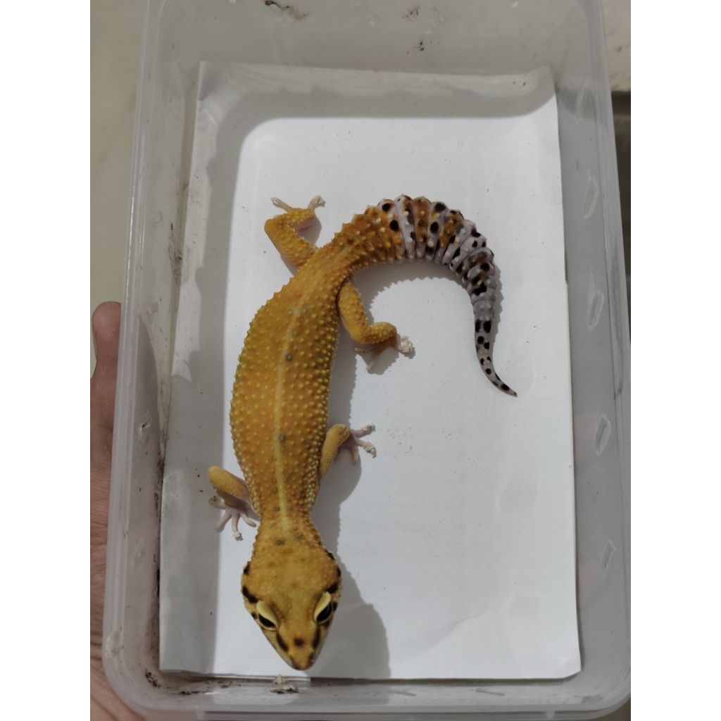 mainan leopard gecko hypo emerine
