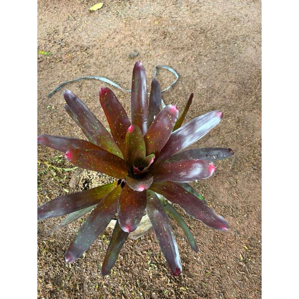 Tanaman Bromelia merah Besar
