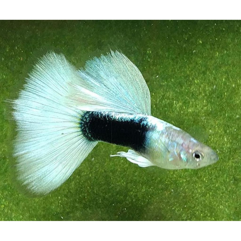 Guppy Hb white sepasang