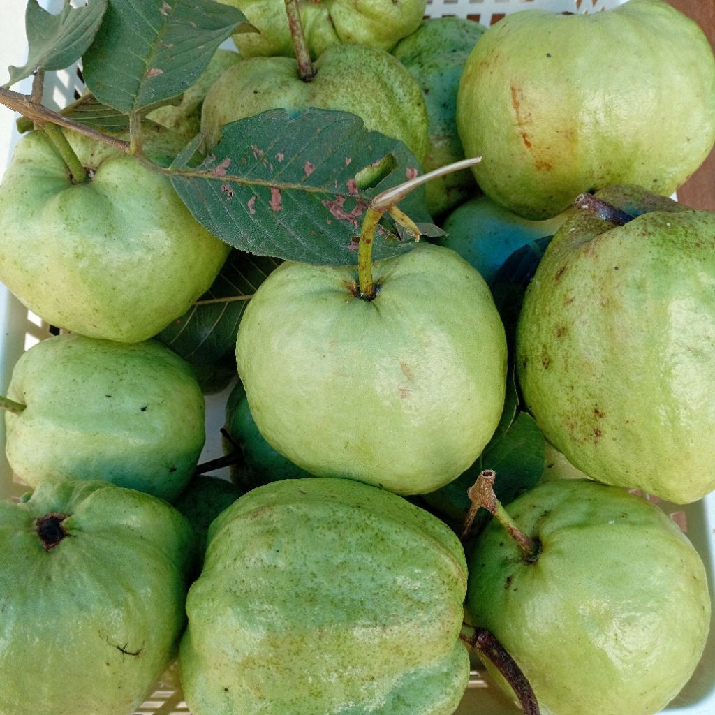 [Instant Medan] Jambu Kristal Lokal 1 kg | Buakita