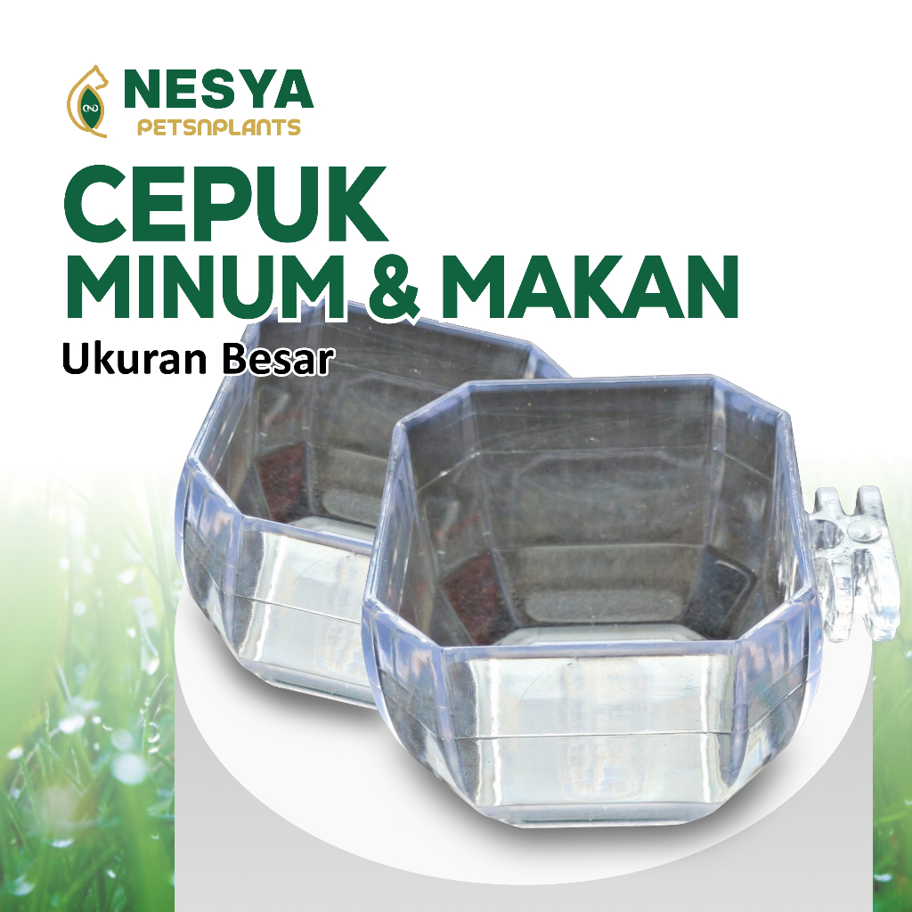 Cepuk Besar Segi 8 Bening Mika Cepuk Burung Murai Kacer Kenari Lovebird