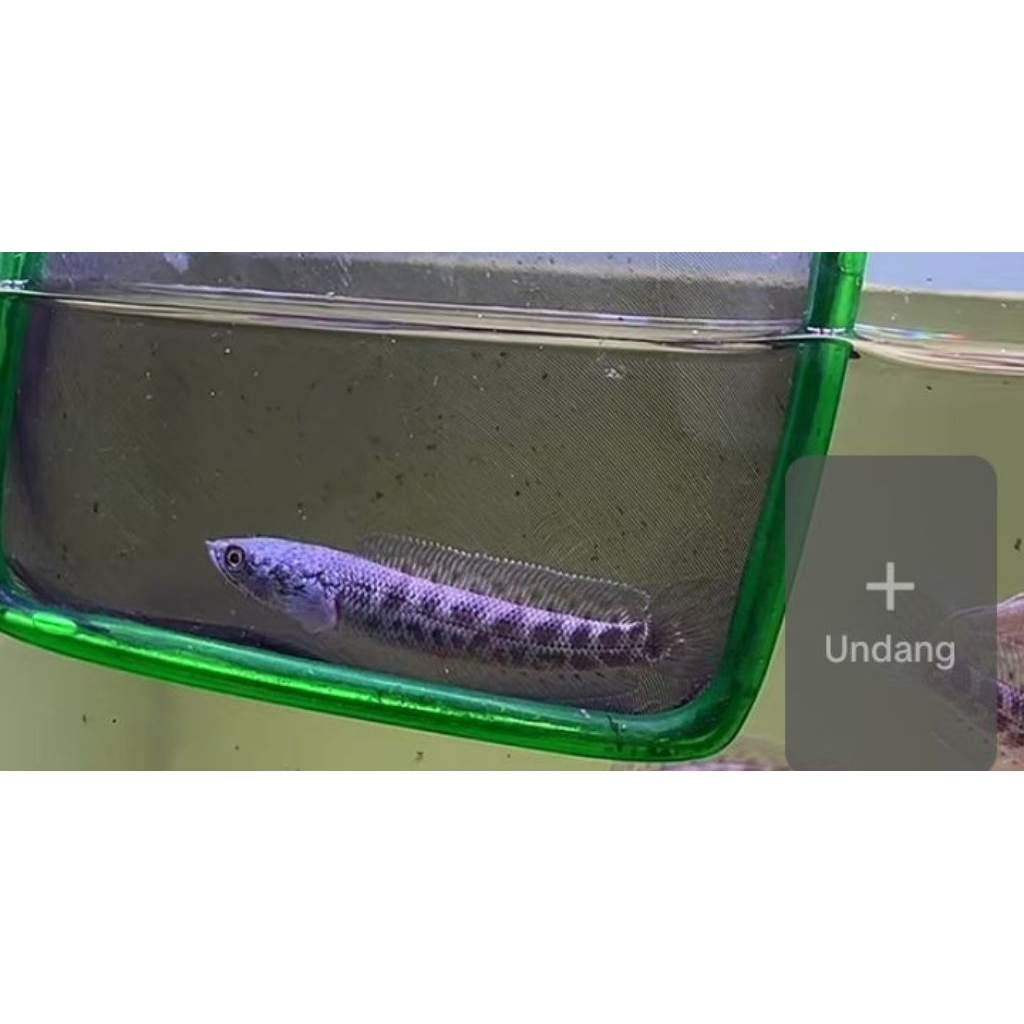 Channa Auranti CB pulosari 7-9cm sortiran bar simet gondrong