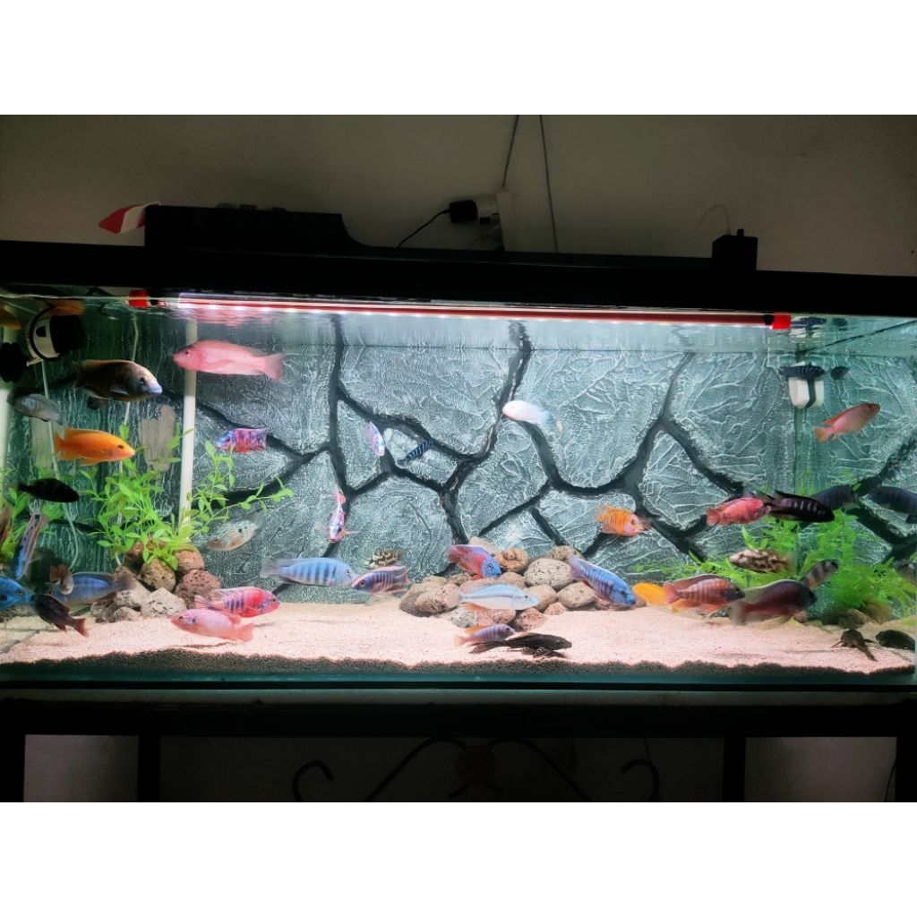 Pelet Cichlid Afrika dan Amerika SUPER C