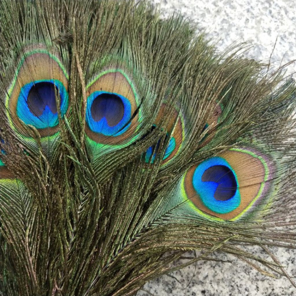 Bulu Merak Asli (Big Eye) rontokan dari burung merak asli 100%