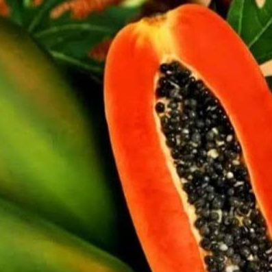 Bibit Pepaya Hawai Madu Unggul | Bibit Tanaman Pepaya Hawai Unggul Jaminan Panen