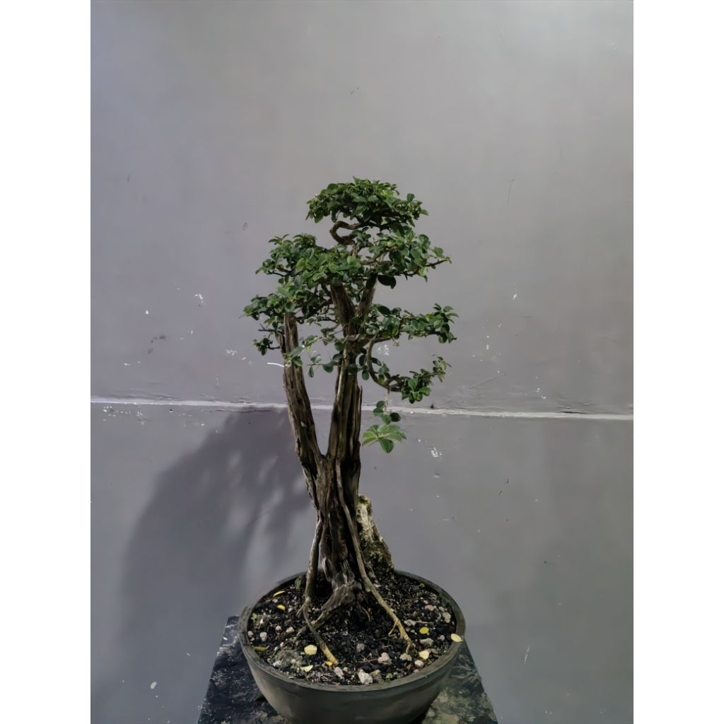 Bonsai sisir kaliage(medium)