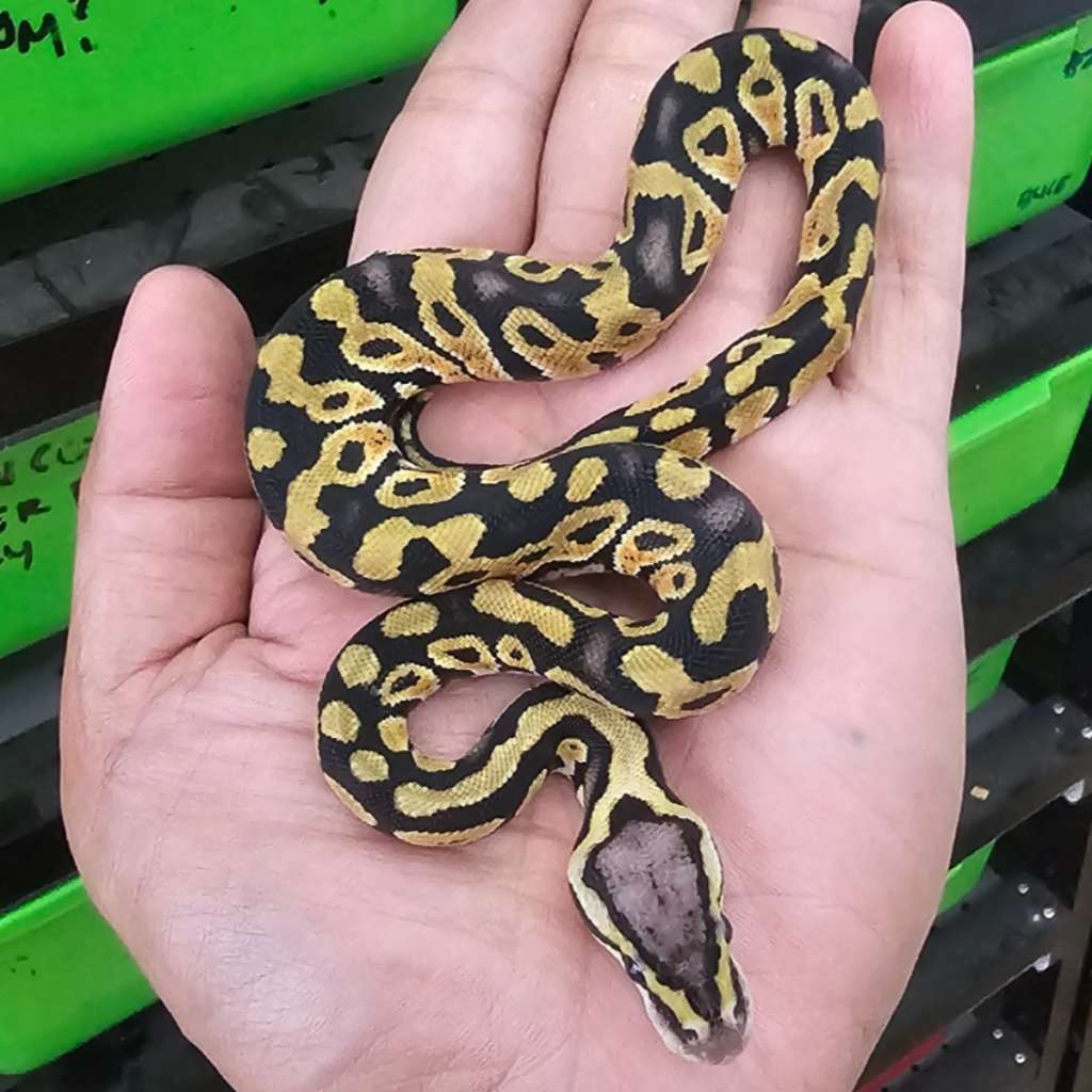 Ballpython - Pastel het Clown ph Lavender - Male