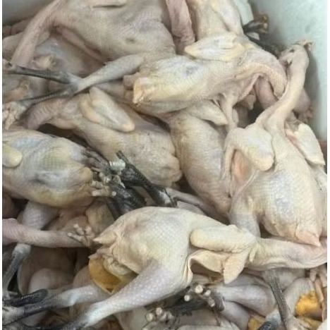 Ayam Kampung Segar Fresh, Daging Empuk, dan Lembut