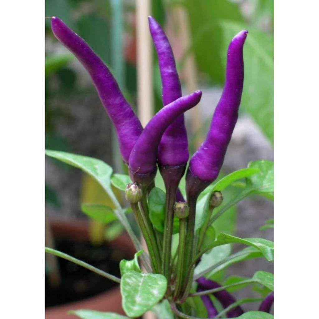 benih/biji cabe ungu (10 butir)