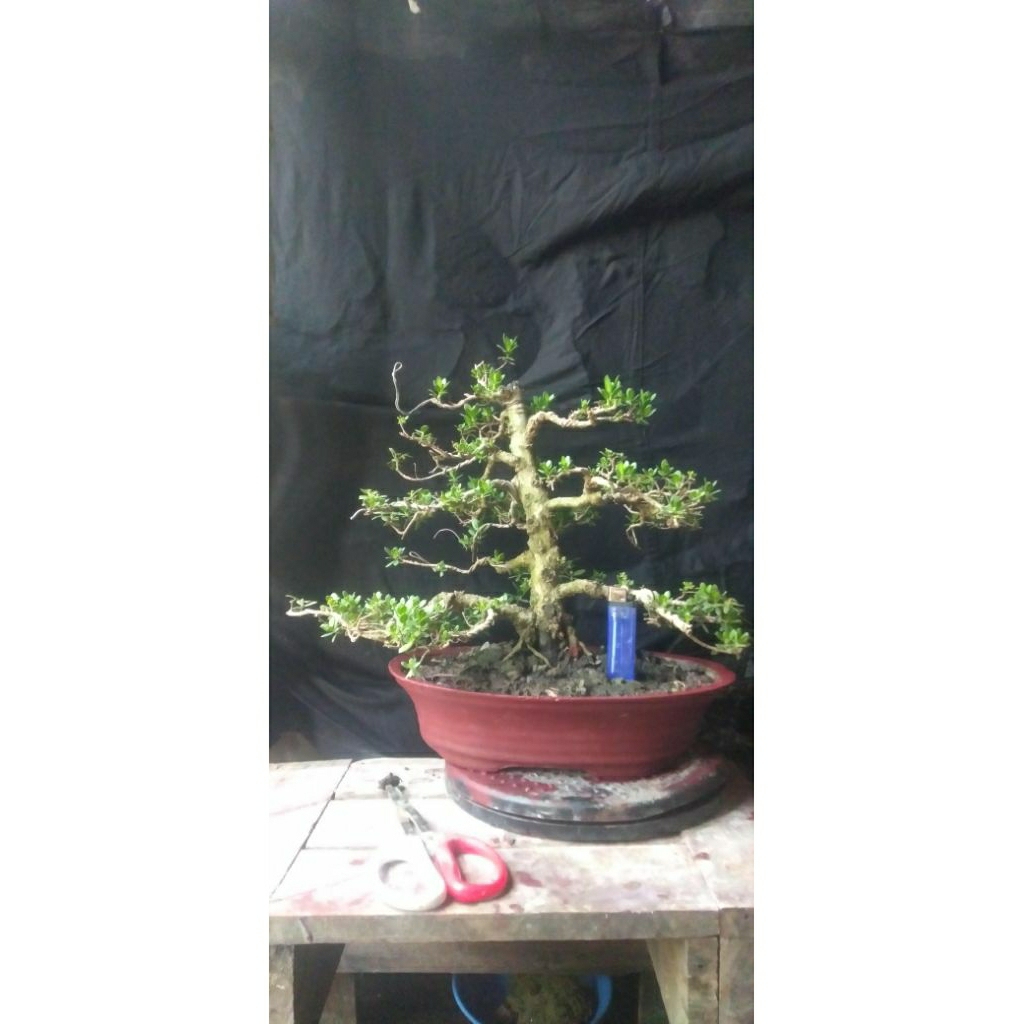 bonsai.santigi