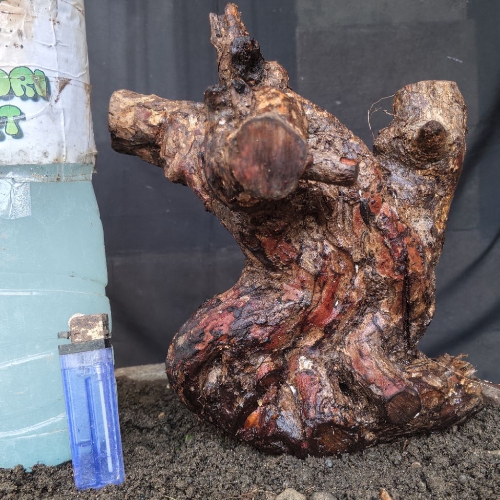 Bahan Bonsai Kibesi Dongkelan Formal Bogel Small Size Real Pict