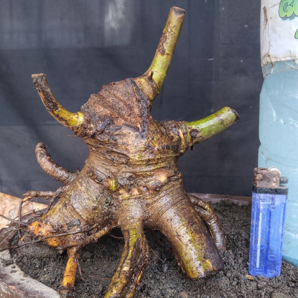 Bahan Bonsai Loa Dongkelan Bogel Formal Small Size Real Pict