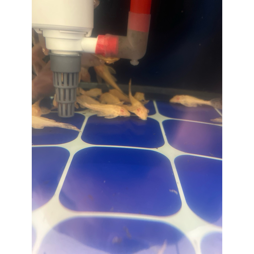 gibicep kecil pembersih aquarium