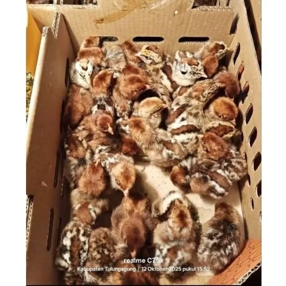 DOC ARAB / ANAKAN AYAM ARAB Ayam kampung petelur