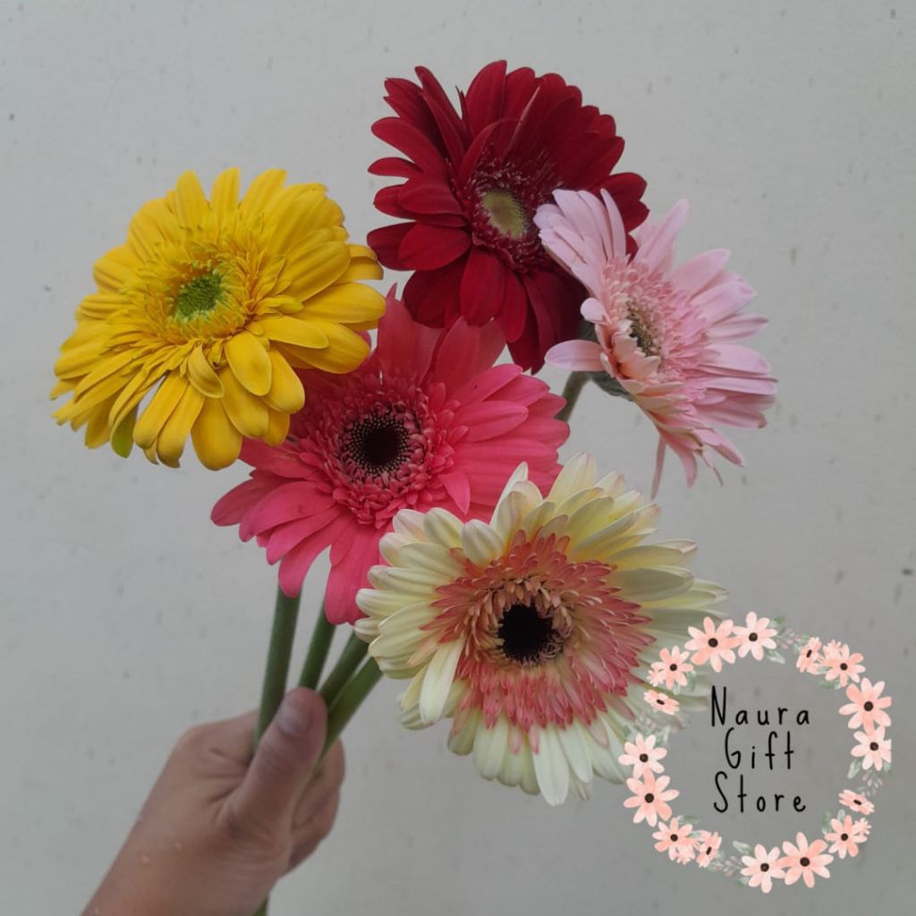 Bunga gerbera bunga hebras segar