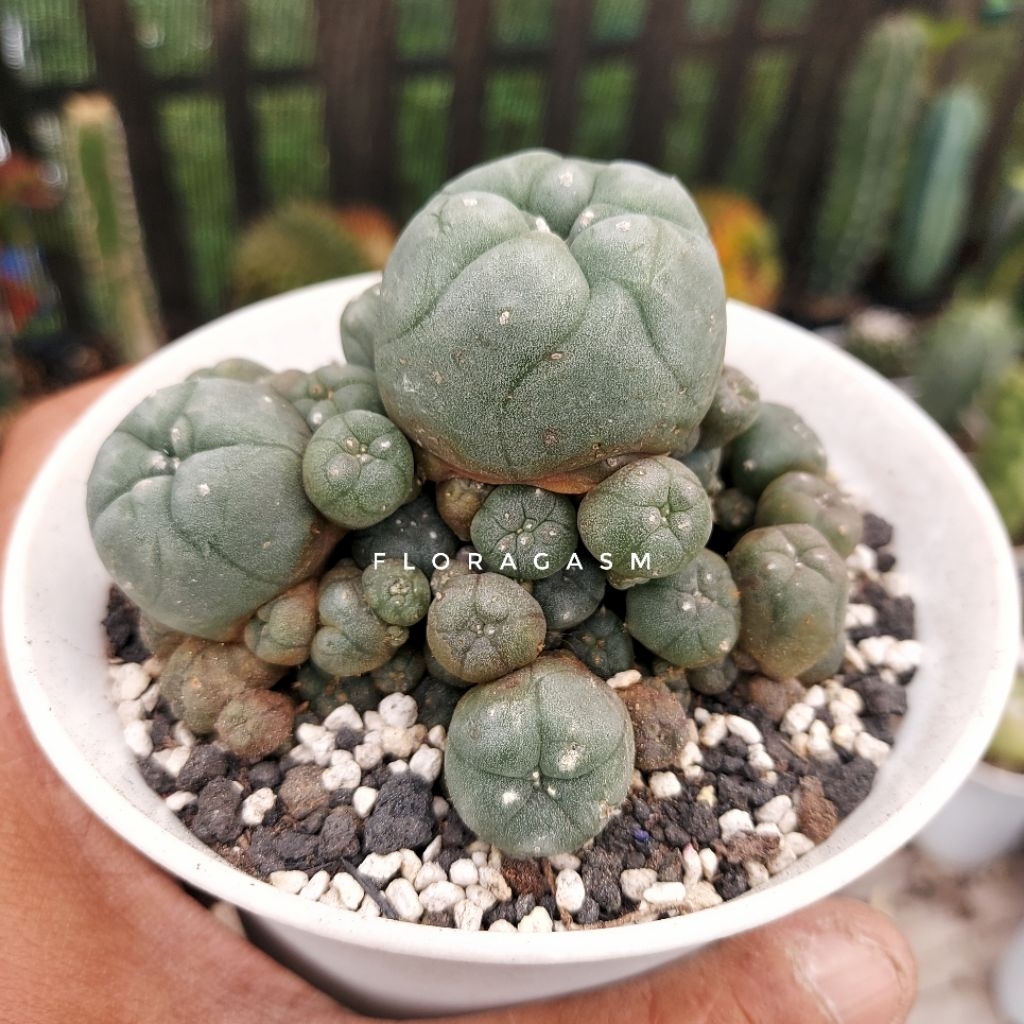 Lophophora williamsii var. Caespitosa - Rooted offshoot - Tanaman Hias Dekorasi Rumah dan Taman