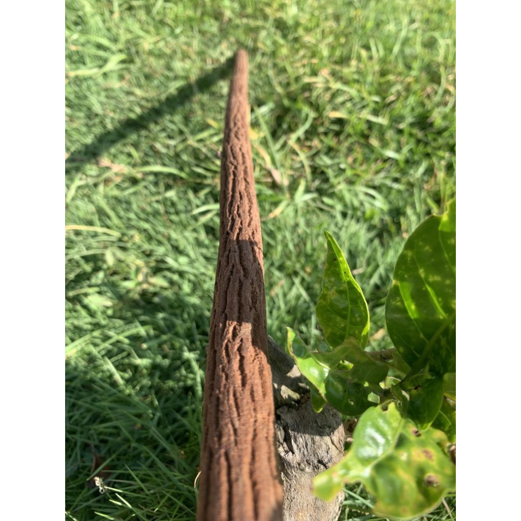 TANGKRINGAN MURAI ASEM JAWA PREMIUM