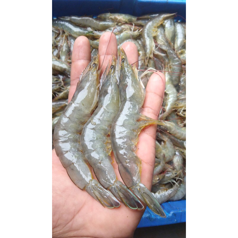 Udang Vanamei Lampung size 40++ 1 Kg