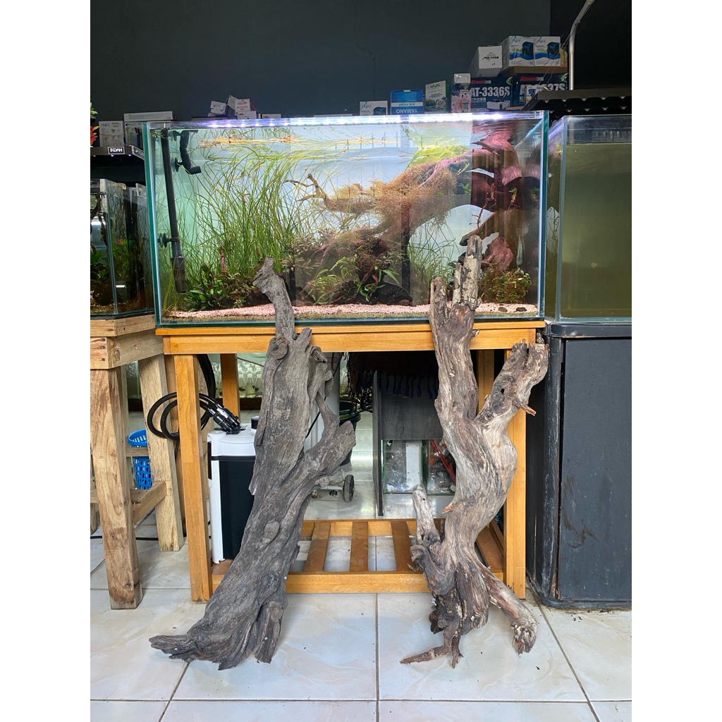 Kayu Akar Santigi Ukuran XL Super Hardscape Hiasan Aquarium Aquascape