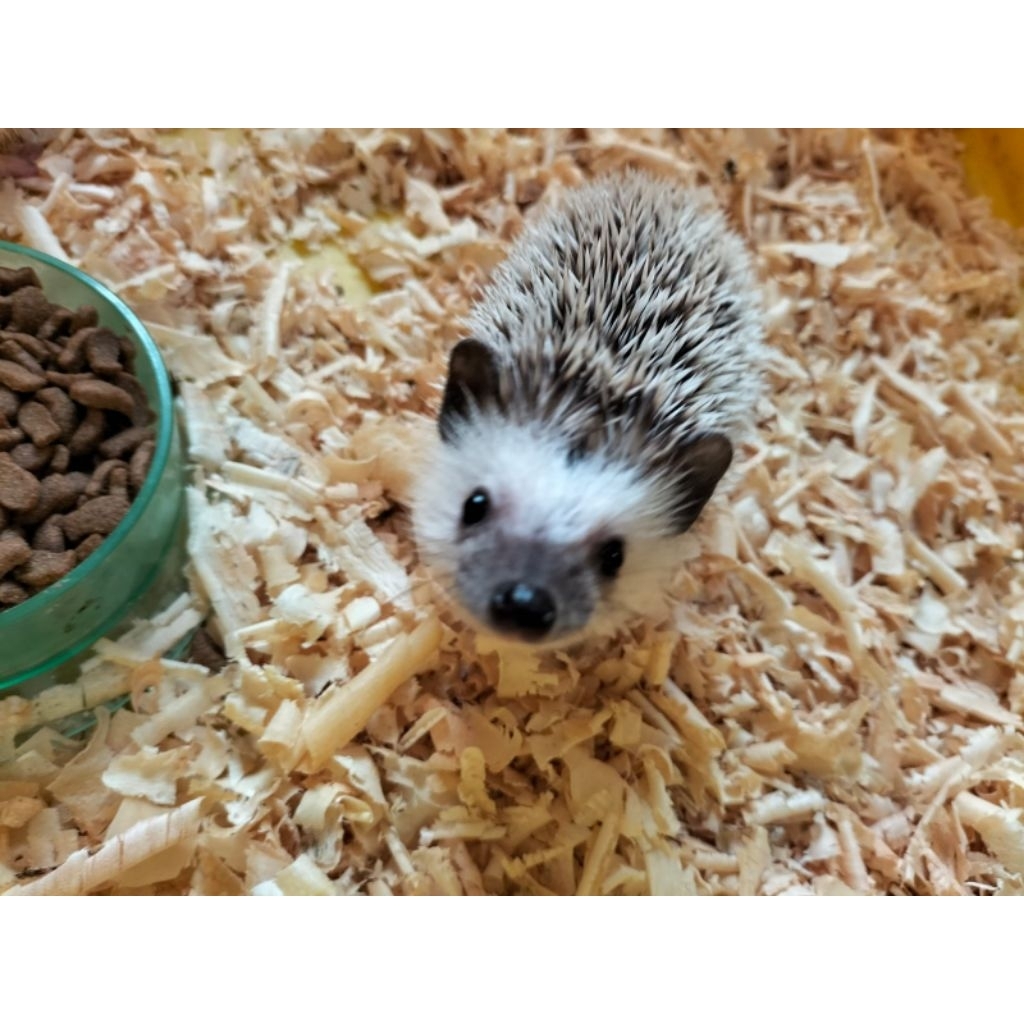 landak mini Anakan ( PROMO ) ( khusus instan/sameday )