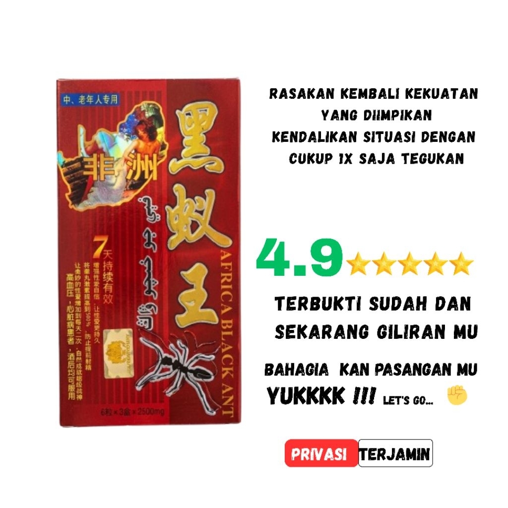 semut hitam Afrika boxx