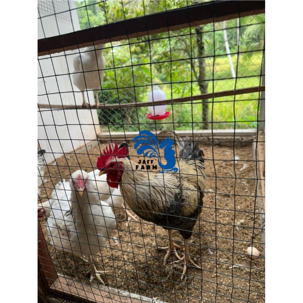 Telur Fertil Ayam BP3