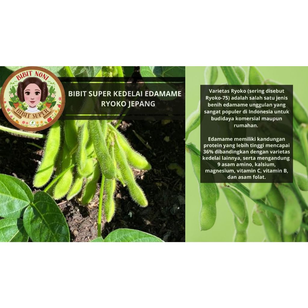 Bibit Super Edamame Ryoko Jepang Kemasan Drigen | Biji Benih Edamame Ryoko