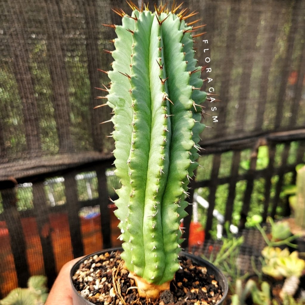 Euphorbia horrida - Rooted cutting - Tanaman Hias Dekorasi Rumah dan Taman