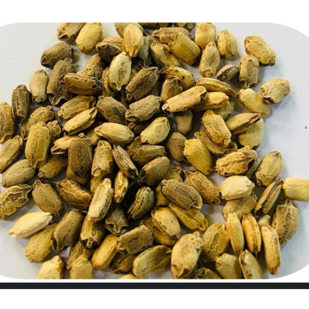 Benih Pare hutan biji paria hutan paket 25 biji