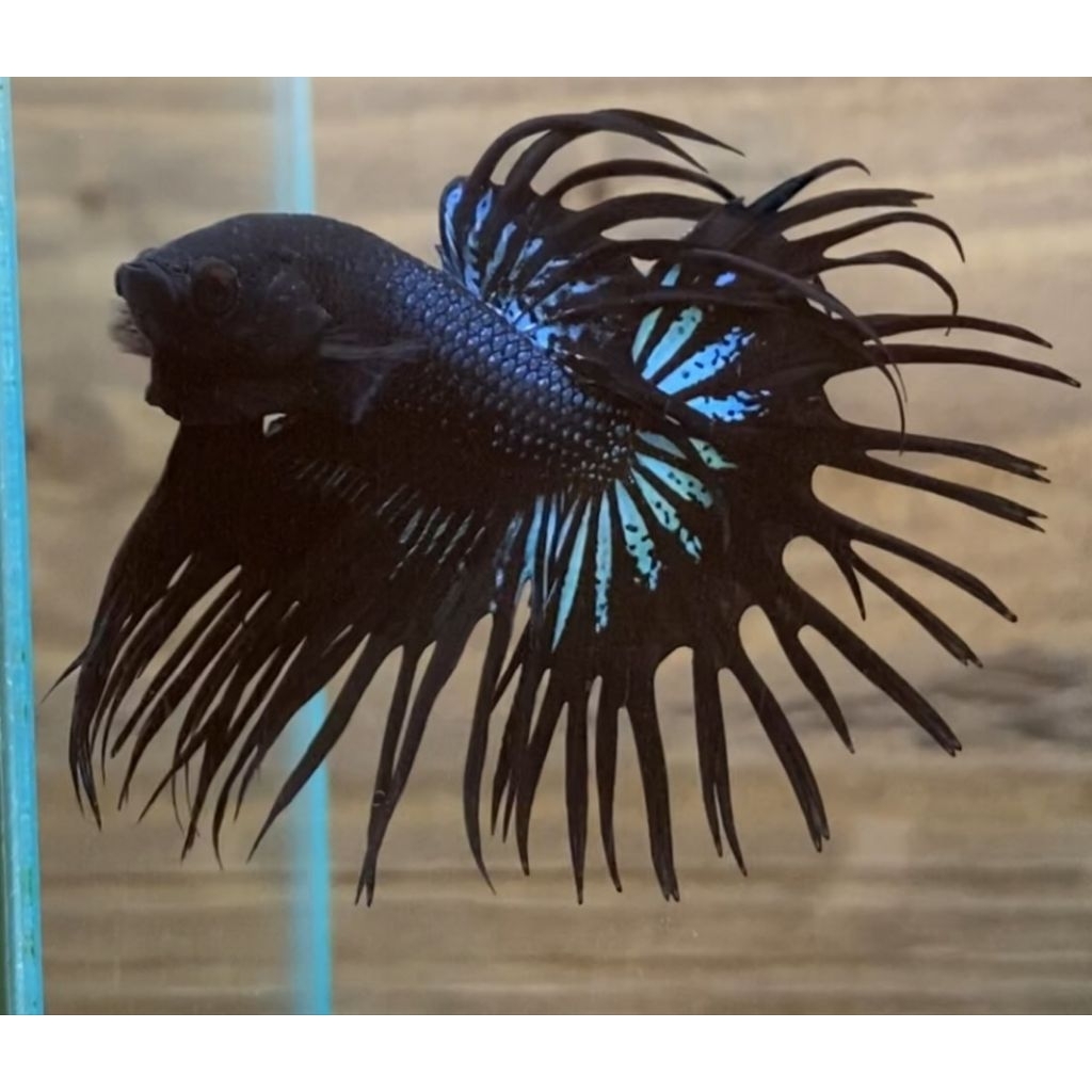 Black CT Orchid Medium Size