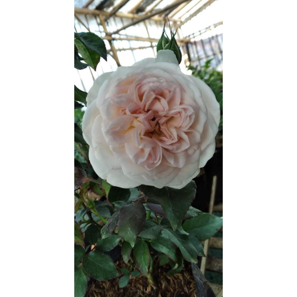 Mawar Kampung putih wangi strong kondisi dewasa